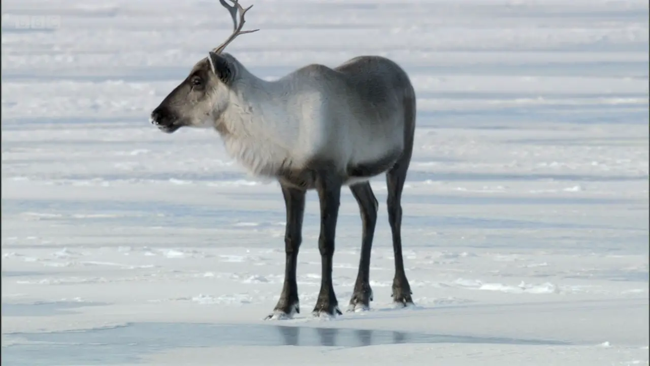 Barren-ground caribou (Rangifer tarandus groenlandicus) as shown in Frozen Planet - To the Ends of the Earth